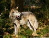 grey fangs